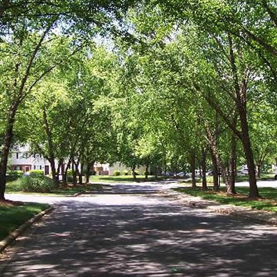 Tree-lined street at Heathstead apartments